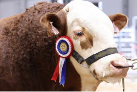 ERINNERUNG: Treffen der Arbeitsgruppe Beef Simmental in Brno 2025